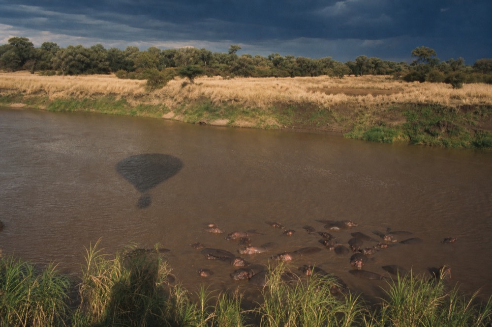 The oval shadow of a balloon crossing a muddy river bend, a pod of hippos packed into the brown pool directly below among reeds
